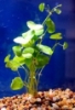 Picture of PLANT-PENNYWORT(BRAZILIAN) W/LEAD     