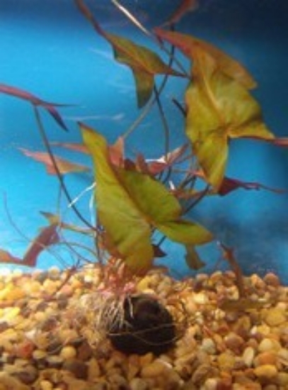 Picture of PLANT-DWARF AQUARIUM LILY(BULB)     