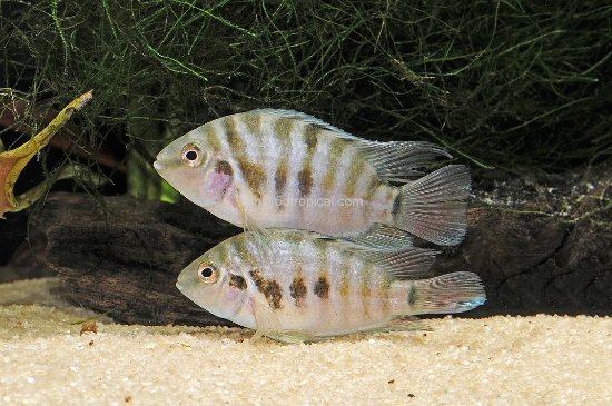 Picture of CICHLID-BLACK CONVICT MED             