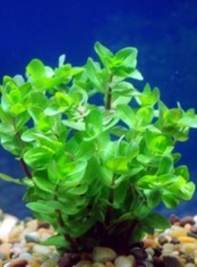 Picture of PLANT-LEMON BACOPA-            