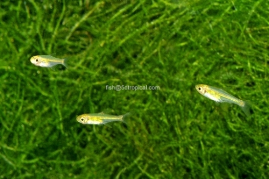 Picture of RASBORA-KUBOTAI     