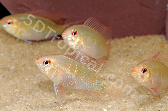 Picture of GLD RAM                  