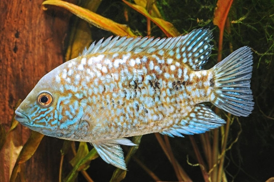 Picture of TRIMACULATUM MD          