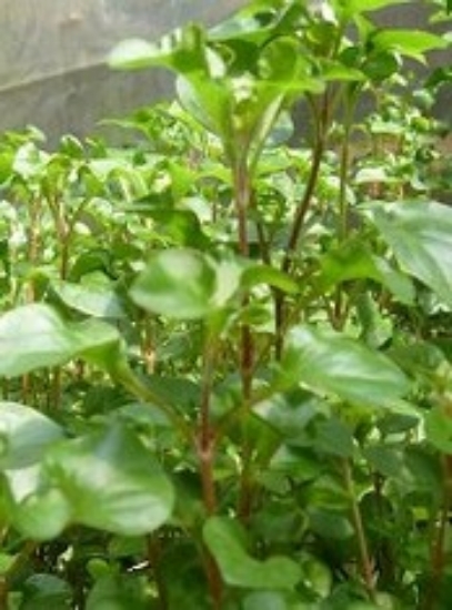 Picture of PLANT-FLORIDA RUFFLE-CHERRY STEM HEDGE SPECIES: ALTERNANTHERA BETTZICKIANA           