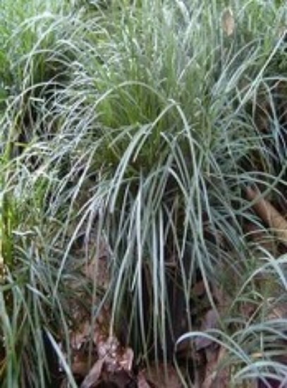 Picture of PLANT-MONDO GRASS-SPECIAL SPECIES: OPHIOPOGON JAPONICA              