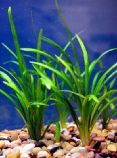 Picture of PLANT-SUBULATA(NARROW)SAGITTARIA      