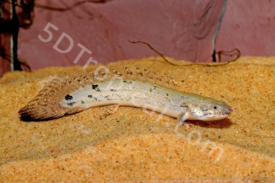 Picture of AFRICAN FISH- BICHIR(DELHEZI)-         