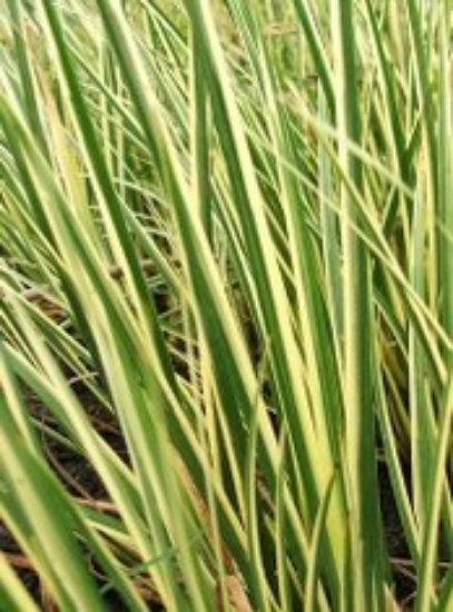 Picture of BOG PLANT-BAREROOT-ACORUS VARIEGATED        