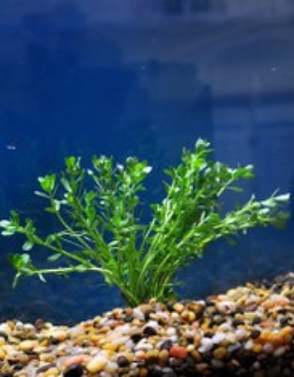 Picture of PLANT-MONEYWORT SPECIES: BACOPA MONNIERI *CANNOT BE SHIPPED TO CA              