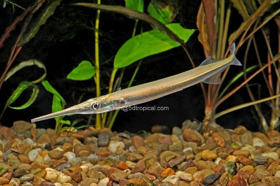 Picture of ASIAN NEED GAR           