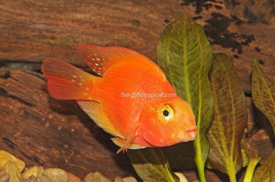 Picture of FAR EAST FISH-BLOODY PARROT SM-        