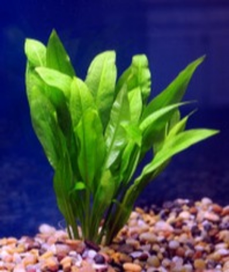 Picture of PLANT-AMAZON BROADLEAF SWORD MD - SPECIES: ECHINODORUS BLEHERI       