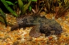 Picture of TOAD FISH                