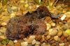 Picture of TOAD FISH                