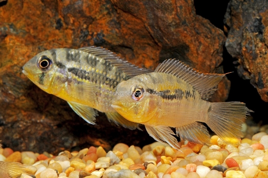 Picture of CICHLID- YELLOW ACARA DIMERUS REG(PORT)  