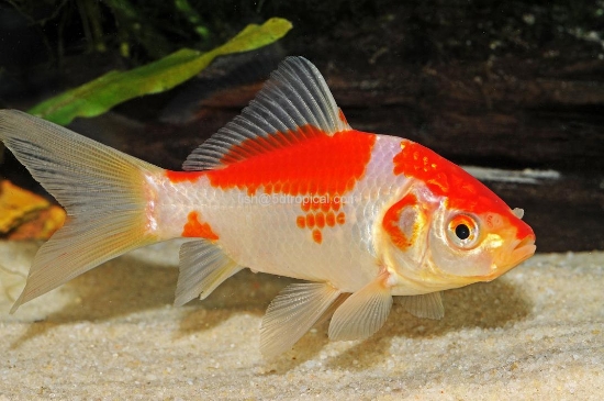 Picture of GOLDFISH-SARASA COMET 2.5"-       