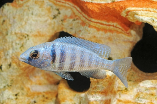 Picture of P.PHENOCHILUS REG        