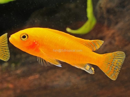 Picture of AFRICAN MBUNA-PS. RED ZEBRA REG (FL BRED)                  