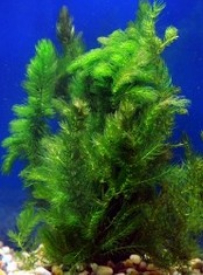 Picture of PLANT-HORNWORT SPECIES:  CERATOPHYLLUM DEMERSUM W/LEAD     