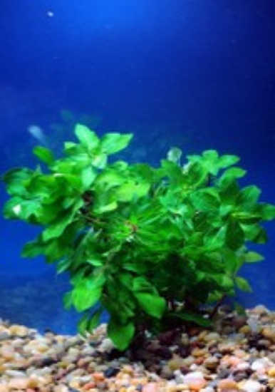 Picture of PLANT-LUDWIGIA CUBA  W/LEAD 