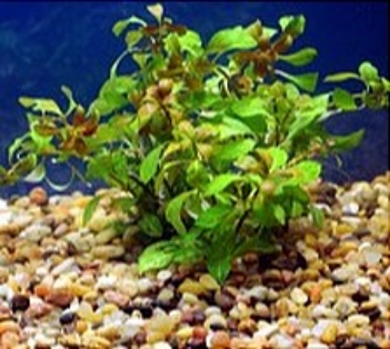 Picture of PLANT-OVAL LUDWIGIA OVALIS   W/LEAD   