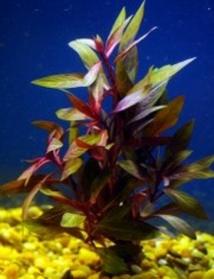 Picture of PLANT-RED STAR LUDWIGIA PERUENSIS   W/LEAD