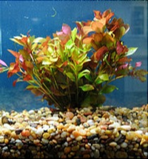 Picture of PLANT-RED LUDWIGIA-   W/LEAD          