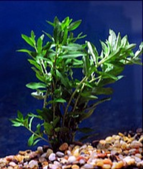 Picture of PLANT-MERMAID, MARSH MERMAIDWEED SPECIES: PROSERPINACA PALUSTRIS   W/LEAD      