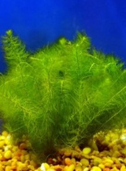 Picture of PLANT-MYRIO GREEN CULTIVATED SPECIES W/LEAD  MYRIOPHYLLUM SPECIES *CANNOT BE SHIPPED TO: AL, CA, CT, ID, IL, ME, MA, MI, NE, NH, NY, OR, VT, WA, WI   