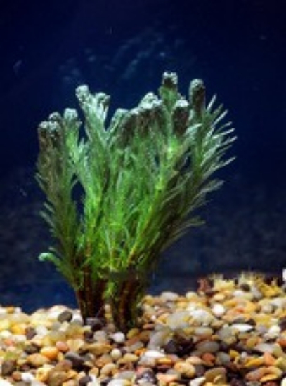 Picture of PLANT-PARROT FEATHER- W/LEAD MYRIOPHYLLUM AQUATICUM *CANNOT BE SHIPPED TO: AL, CA, CT, CO, ID, IL, IN, ME, MA, NE, NH, NM, NY, OH, OR, VT, WA, WI      