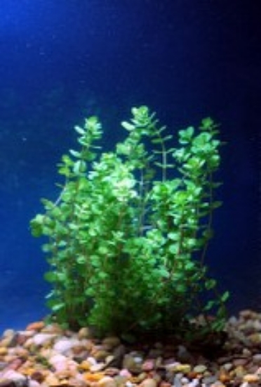 Picture of PLANT-ROTALA INDICA  W/LEAD