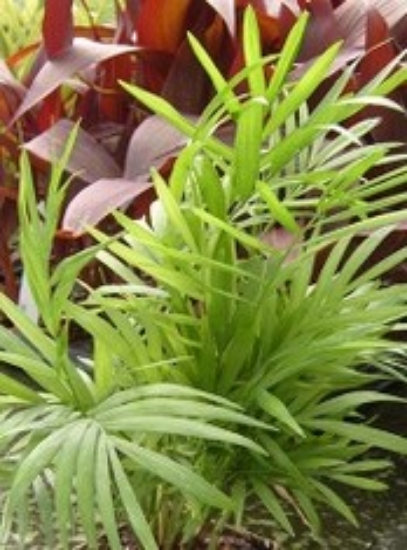 Picture of PLANT-BELLA PALMS             