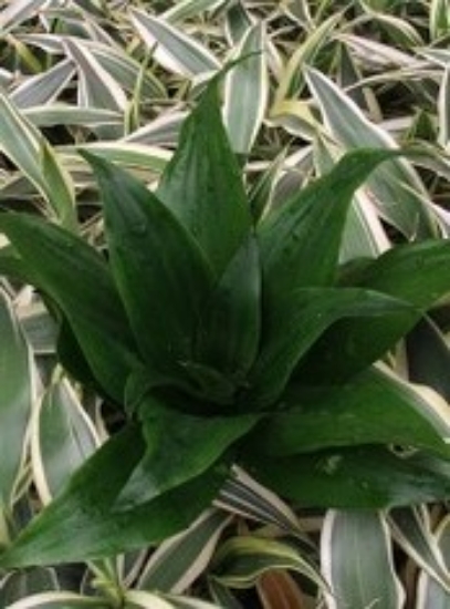 Picture of PLANT-JANET CRAIG- PINEAPPLE PLANT SPECIES: DRACAENA COMPACTA             