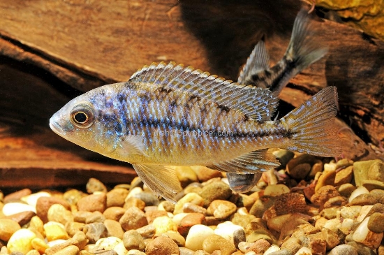 Picture of RED EMPRESS MALE LG      