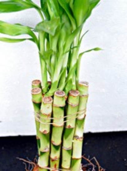 Picture of PLANT-LUCKY BAMBOO STRAIGHT-NO CA    