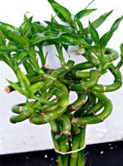 Picture of PLANT-LUCKY BAMBOO WITH CURL (NO CA)      