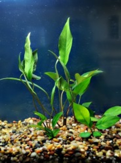 Picture of PLANT-ANUBIAS ASSORTED SM (OUR CHOICE)