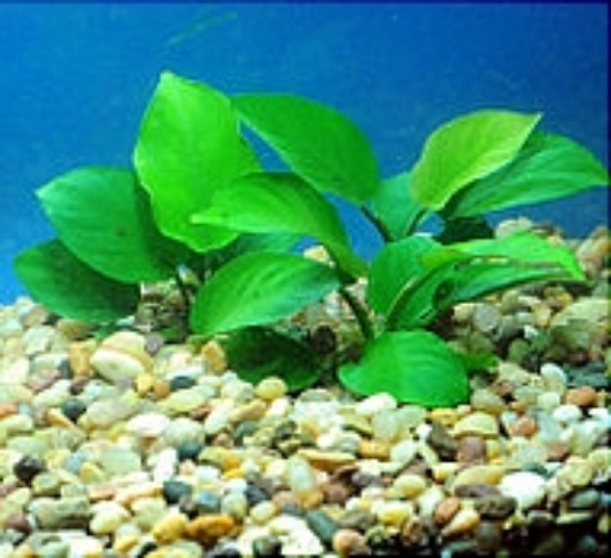 Picture of PLANT-ANUBIAS BARTERI MD          