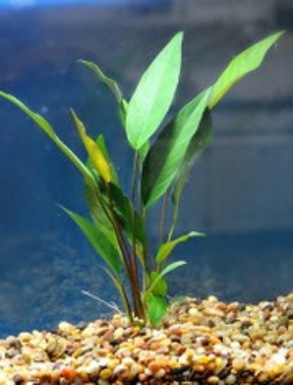 Picture of PLANT-ANUBIAS FRAZERI MED      