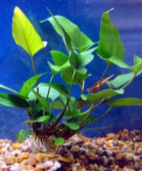 Picture of PLANT-ANUBIAS HASTIFOLIA MD    