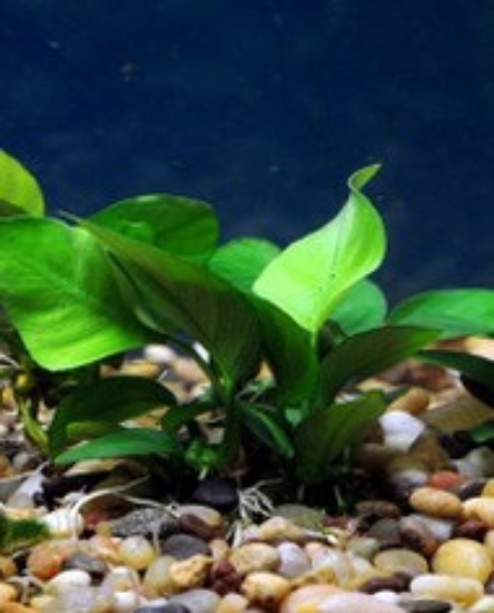 Picture of PLANT-ANUBIAS NANA MED         