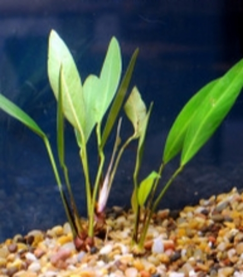 Picture of PLANT-ANUBIAS LANCEOLATA MED        