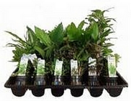 Picture of PLANT-TRUE AQUATIC ASSORTED 2" POTTED PLANTS        