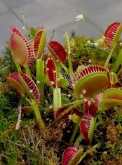 Picture of PLANT-VENUS FLY TRAP-3" POT WITH DOME SPECIES