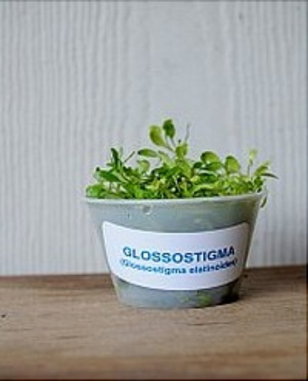 Picture of PLANT-GLOSSOSTIGMA (PORTION IN A 4OZ CUP)    