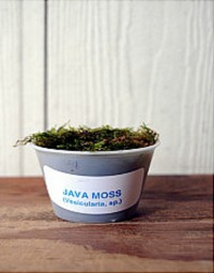 Picture of PLANT-JAVA MOSS (PORTION 40Z CUP