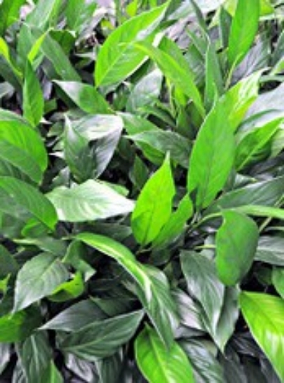 Picture of PLANT-BRAZILIAN SW MED-SPECIES: SPATHIPHYLLUM sp.        