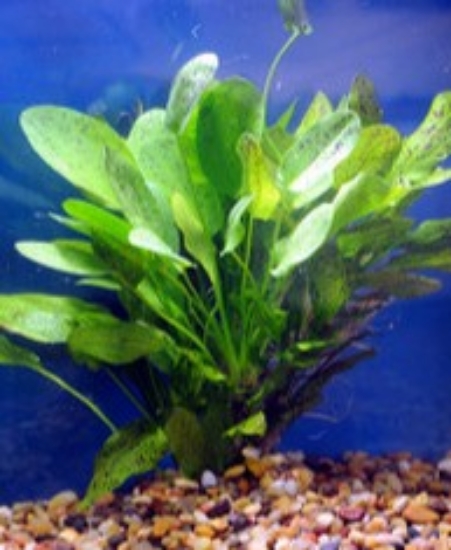 Picture of PLANT-OZELOT SWORD GREEN MED SPECIES: ECHINODORUS OZELOT           