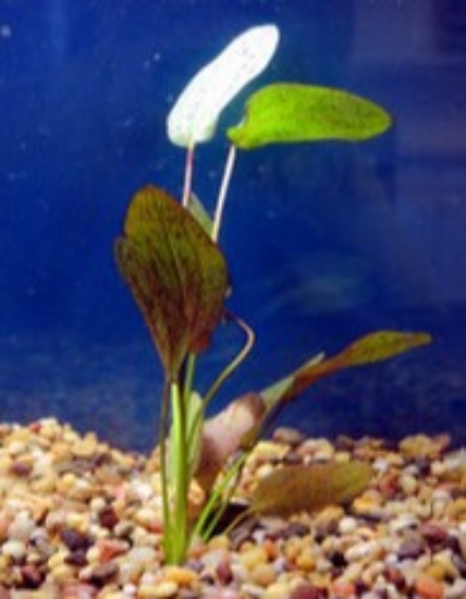 Picture of PLANT-OZELOT RED MEDIUM SPECIES: ECHINODORUS OZELOT       