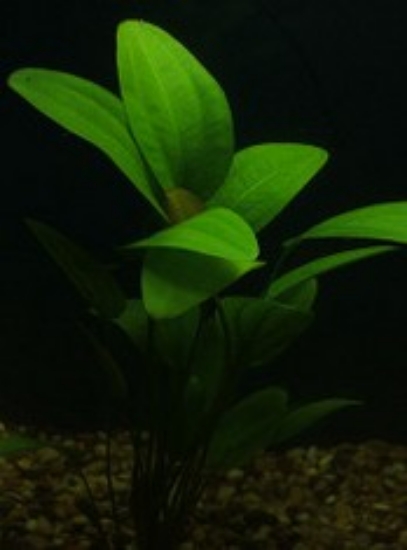 Picture of PLANT-RADICANS MED  MEDIUM SPECIES:ECHINODORUS CORDIFOLIUS           